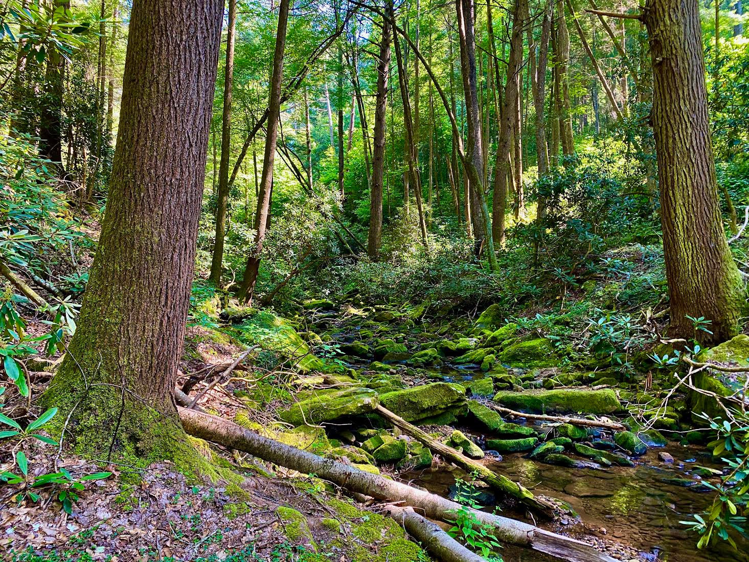 Le foreste sono un grosso problema, davvero un grosso problema – Interiors Magazine